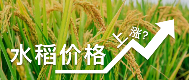 最新东北水稻市场行情动态